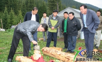 昭苏草原发现野生树蘑菇 ()