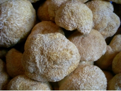 猴头菇猴头菌猴头蘑刺猬菌养胃去胃痛电话15160150659图2