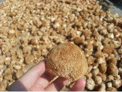 猴头菇猴头菌猴头蘑刺猬菌养胃去胃痛电话15160150659图3