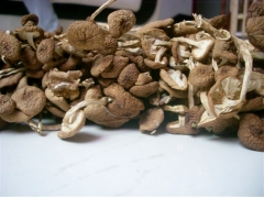 古田茶树菇/茶薪菇/杨树菇厂家批发电话15160150659图1