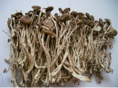 古田茶树菇/茶薪菇/杨树菇厂家批发电话15160150659图2