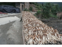 古田茶树菇/茶薪菇/杨树菇厂家批发电话15160150659图3