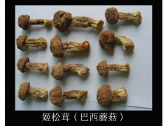 供应姬松茸（巴西蘑菇）图1