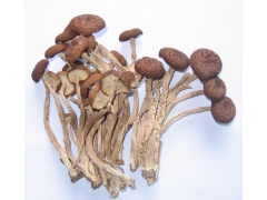 供应优质茶树菇|茶新菇图1