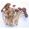 供应优质茶树菇|茶新菇