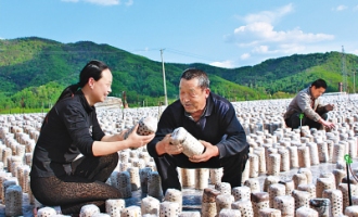 尚志市食用菌年加工总量4.5万吨实现收益14亿元 ()