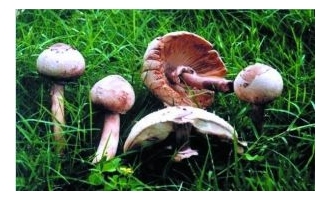 外来工误食野蘑菇中毒 ()