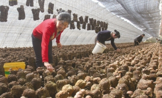 岫岩食用菌销售需“内外兼修” ()