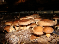 食用菌种植技术培训图1