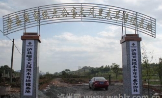 泸县：黑木耳“合作社+基地+农户”共同致富 ()