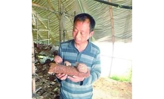 青岛花菇试种成功 ()