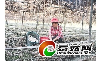 武夷山巴西菇提前半个月上市 ()