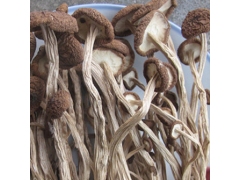 江西广昌 茶树菇 干鲜 批发零售图1