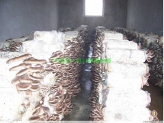 供应食用菌原种、茶树菇、金针菇、香菇、平菇二级菌种等图3