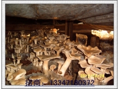 荷叶离褶伞菇药用价值图1