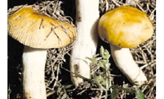 预防蘑菇中毒不要随意采摘、进食野生蘑菇 ()