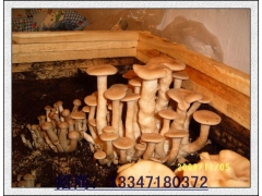 荷叶离褶伞三级菌种的制作图1