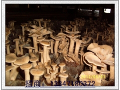 荷叶离褶伞三级菌种的制作图2