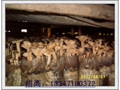 荷叶离褶伞三级菌种的制作图3