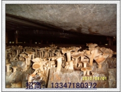 荷叶离褶伞人工驯化出菇图3