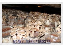 荷叶离褶伞菇药用价值图2