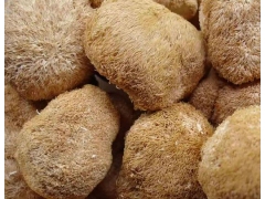 猴头菇、猴头菌、猴头蘑、刺猬菌、(养胃，去胃痛)图1