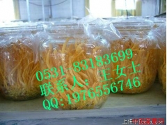 人工种植北虫草在技术，是泰山一号有限公司图1