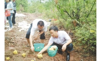 嵩明：雨水落 菌儿出 ()