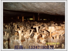 荷叶离褶伞人工驯化技术报告图2