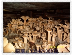 荷叶离褶伞人工驯化技术报告图3