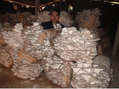 全生料菌砖式(五代技术)图2