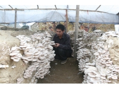 纯长稻麦草生料种菌高墙式(三代技术)图1