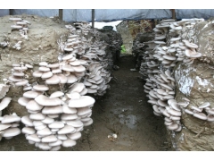 纯长稻麦草生料种菌高墙式(三代技术)图2