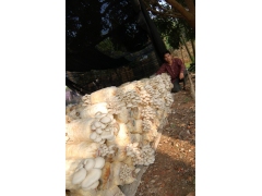 常规袋裁式(一代技术)图2