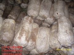 山东大量供应平菇栽培种菌棒图1