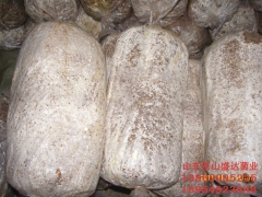 山东大量供应平菇栽培种菌棒图2