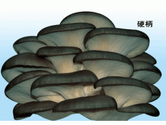 山东大量供应平菇栽培种菌棒图3