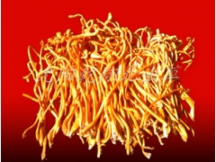 常年大量供应虫草花鲜品干品图2