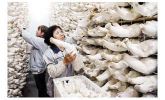 天津：鲜菇市场供不应求 ()