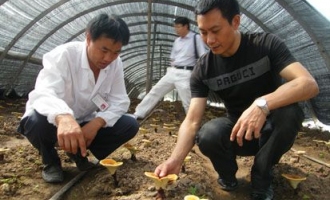 开县灵芝种植增添新的富民新兴产业 ()