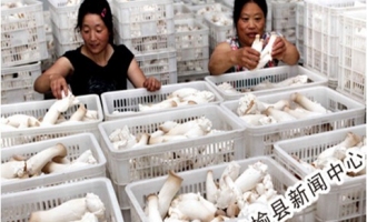 赣榆县发展食用菌生产不断提高收入 ()