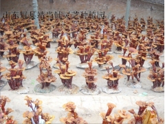 山东冠县靖当铺灵芝种植园供应活体灵芝盆景图1