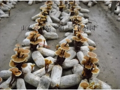 山东冠县靖当铺灵芝种植园供应活体灵芝盆景图2