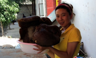 昌宁县村民发现15市斤的牛肝菌 ()