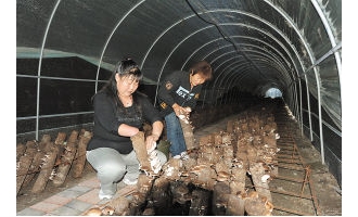 静海县帮助残疾人实现蘑菇致富梦想 ()