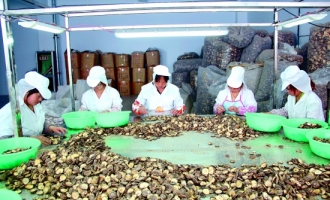 三门峡闽洋食品有限公司对香菇深加工后出口创汇 ()