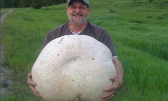加拿大男子发现26公斤重巨型蘑菇 ()