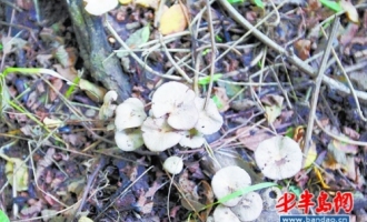 青岛：野蘑菇食用要小心 学会辨别毒蘑菇 ()