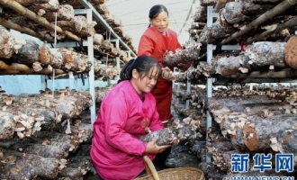 西峡县走食用菌产业和生态建设和谐发展之路 ()