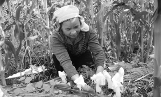 天峨县群众玉米地套种竹荪4亩收入近10万元 ()